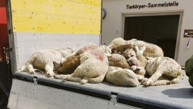 Solche Bilder möchte niemand sehen. So wird erst diese Woche publik, dass der Wolf letze Woche in Klosters 16 Schafe riss. In der Tagespresse werden solche Tragödien nicht erwähnt. (Bild zVg)