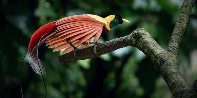 Der schönste unter den Schönen: der Paradiesvogel.