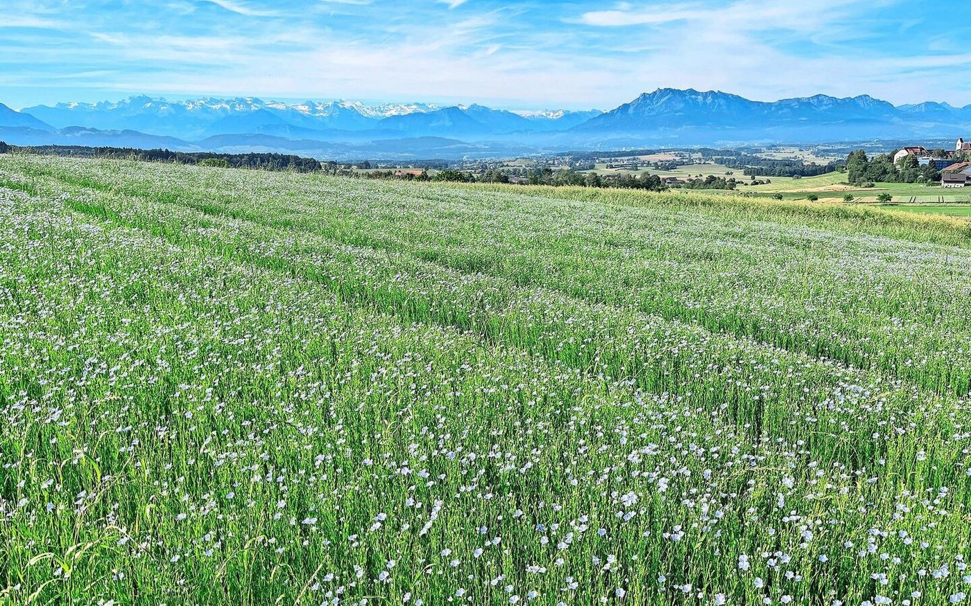Leuchtend blau präsentierte sich das Ölleinen-Feld im Juni auf dem Gutsbetrieb des BBZN Hohenrain.