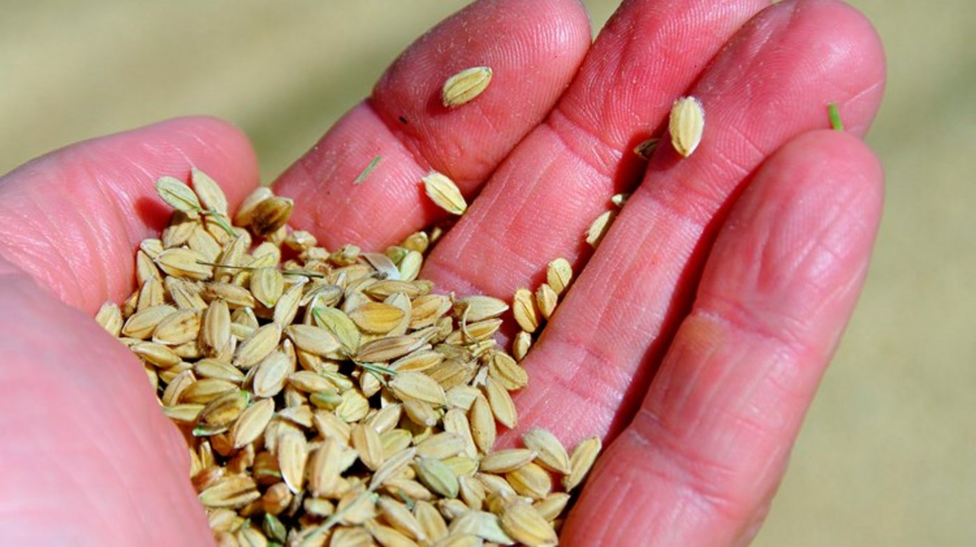 Am Broyekanal im Kanton Freiburg ist im Rahmen eines Pilotversuchs Reis angepflanzt worden. (Symbolbild Peter Freitag / pixelio.de)