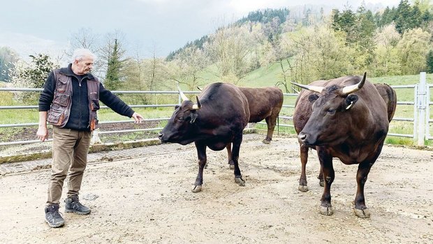 Züchter Peter Hunkeler mit den Wagyu auf dem Betrieb im Götzental. Weil die Tiere so friedfertig seien, könne er ihnen die Hörner belassen. 