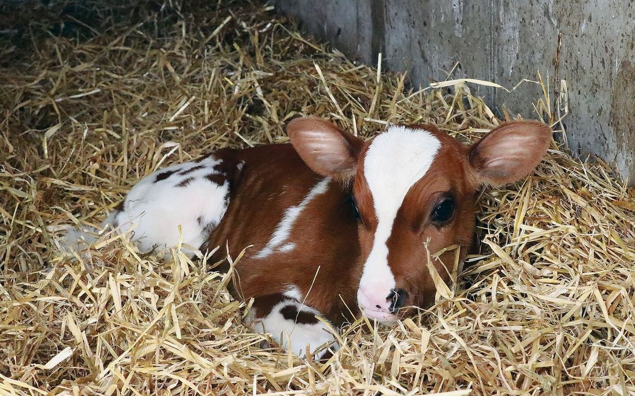 In sauberer Umgebung und mit viel Kolostrum braucht der Nabel kaum besondere Versorgung. Entzündungen kommen aber vor und brauchen Behandlung.