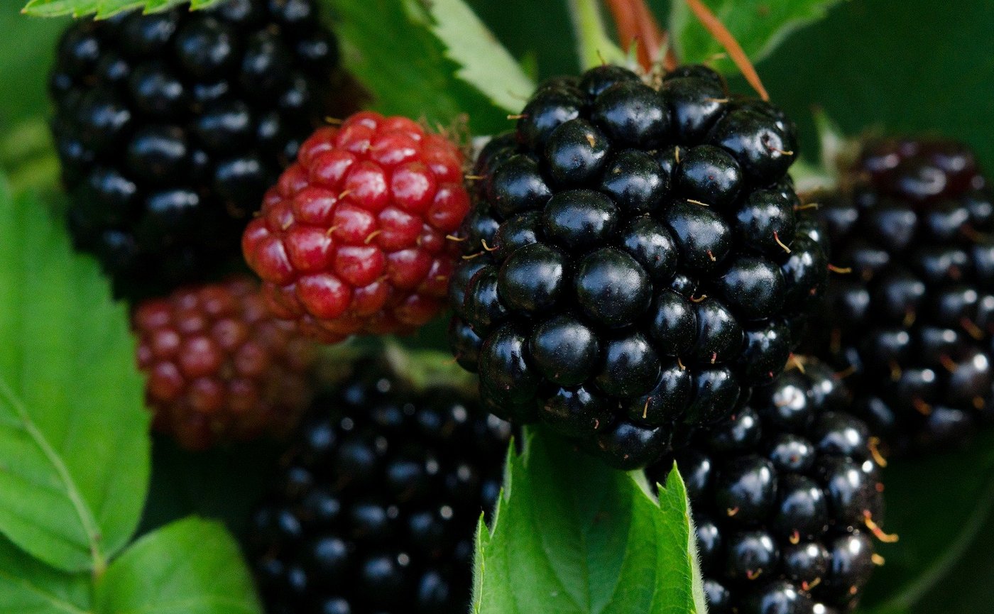 65 % aller konsumierten Brombeeren sollen aus der Schweiz stammen. (Bild Andrew Wilson/pixabay)