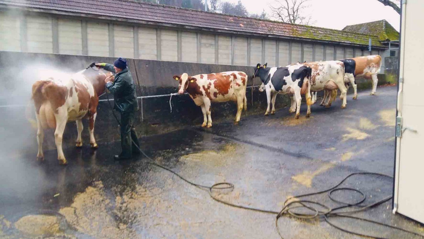 Emsiges Treiben herrschte am Donnerstagmorgen vor der ersten Zucht- und Nutzviehauktion ...