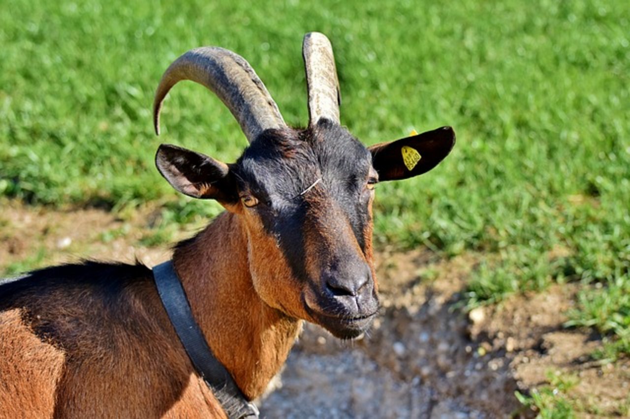 Die Besitzer von Ziegen sollen subentioniert werden, wenn sie die Tiere ihre Hörner behalten dürfen. (Bild Pixabay)