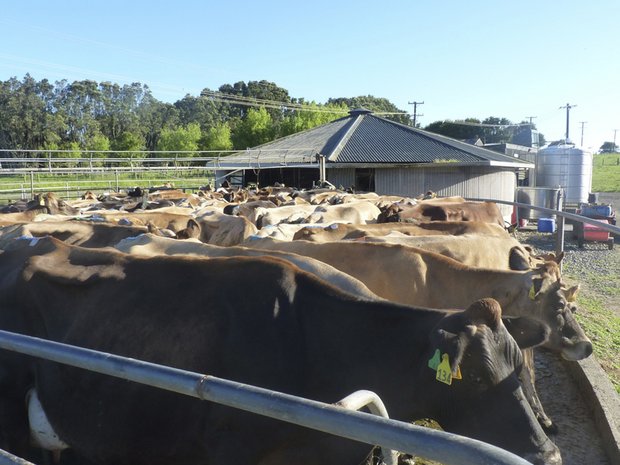 Kühe im Wartestand auf einem Betrieb in Neuseeland. (Bild ed)