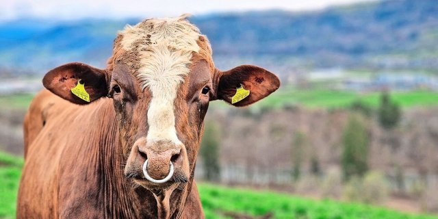 Die Blume am Kopf gab dem Red-Holstein-Stier seinen Namen: Flower Boy. Er hat diese Woche im Anhänger von Viehhändler Toni Teuscher seinen letzten Gang in den Schlachthof nach Oensingen SO angetreten.