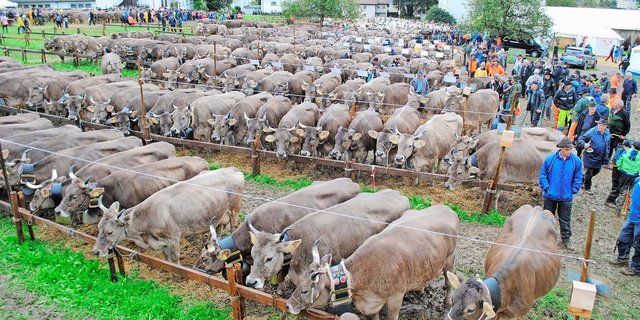 Wegen Bauarbeiten fand die diesjährige Bezirksviehschau des Schwyzer Hauptorts auf dem Schauplatz Hirschi statt. Das Wetter und und die über 800 Stück Grossvieh hinterliessen ihre Spuren.