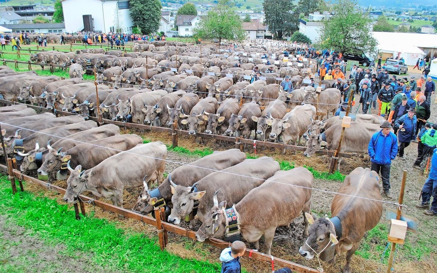 Wegen Bauarbeiten fand die diesjährige Bezirksviehschau des Schwyzer Hauptorts auf dem Schauplatz Hirschi statt. Das Wetter und und die über 800 Stück Grossvieh hinterliessen ihre Spuren.