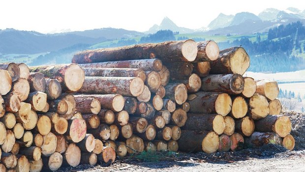 Wegen der Baukrise i Wegen der Baukrise in Deutschland ist auch der Druck auf die Preise von Schweizer Rundholz merkbar angestiegen.