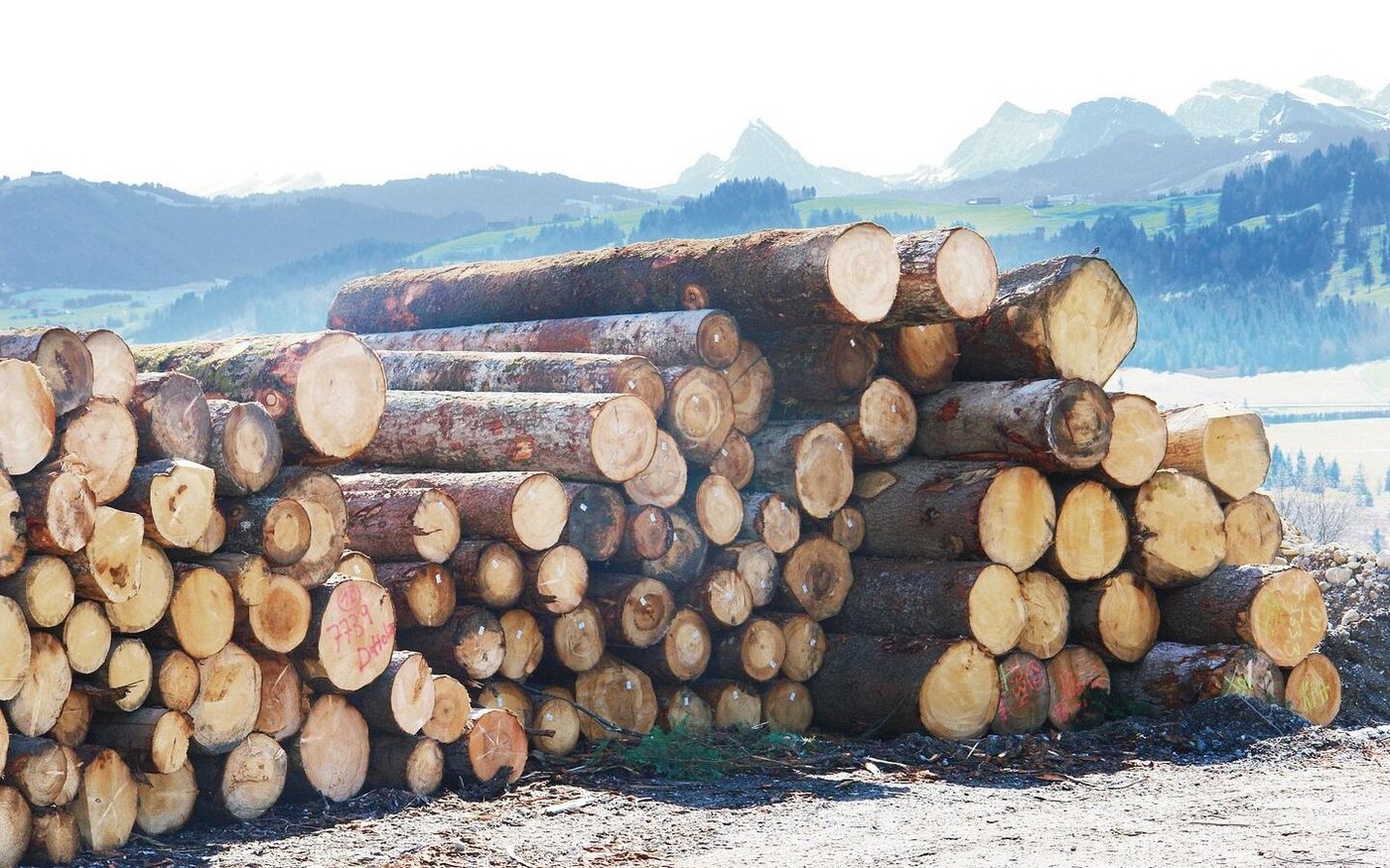 Wegen der Baukrise in Deutschland ist auch der Druck auf die Preise von Schweizer Rundholz merkbar angestiegen.
