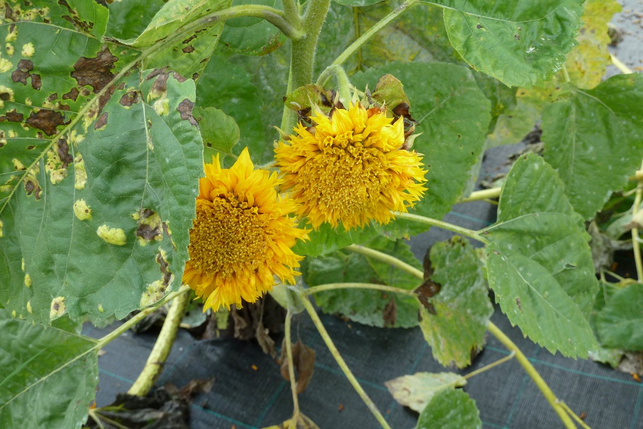 Diese Sonnenblumen-Züchtung hat keine Kerne, dafür mehr Blütenblätter als andere Sorten.