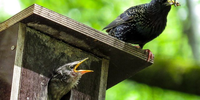 Werden nistende oder brütende Vögel gestört, leidet darunter auch der Nachwuchs – und damit der Fortbestand der Art. (Bild blende12 / Pixabay) 