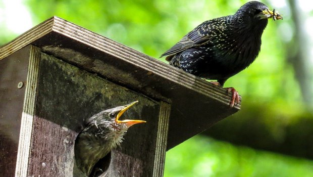 Werden nistende oder brütende Vögel gestört, leidet darunter auch der Nachwuchs – und damit der Fortbestand der Art. (Bild blende12 / Pixabay) 