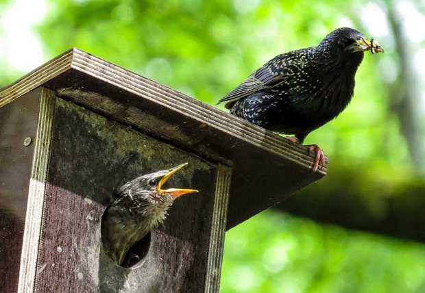 Werden nistende oder brütende Vögel gestört, leidet darunter auch der Nachwuchs – und damit der Fortbestand der Art. (Bild blende12 / Pixabay) 