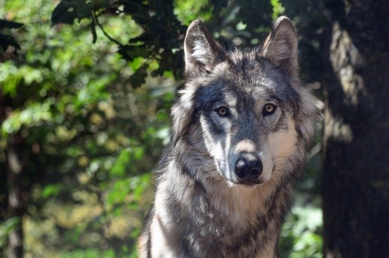 Die meisten Wölfe in Deutschland leben in Brandenburg, Sachsen und Niedersachsen. (Symbolbild Pixabay)