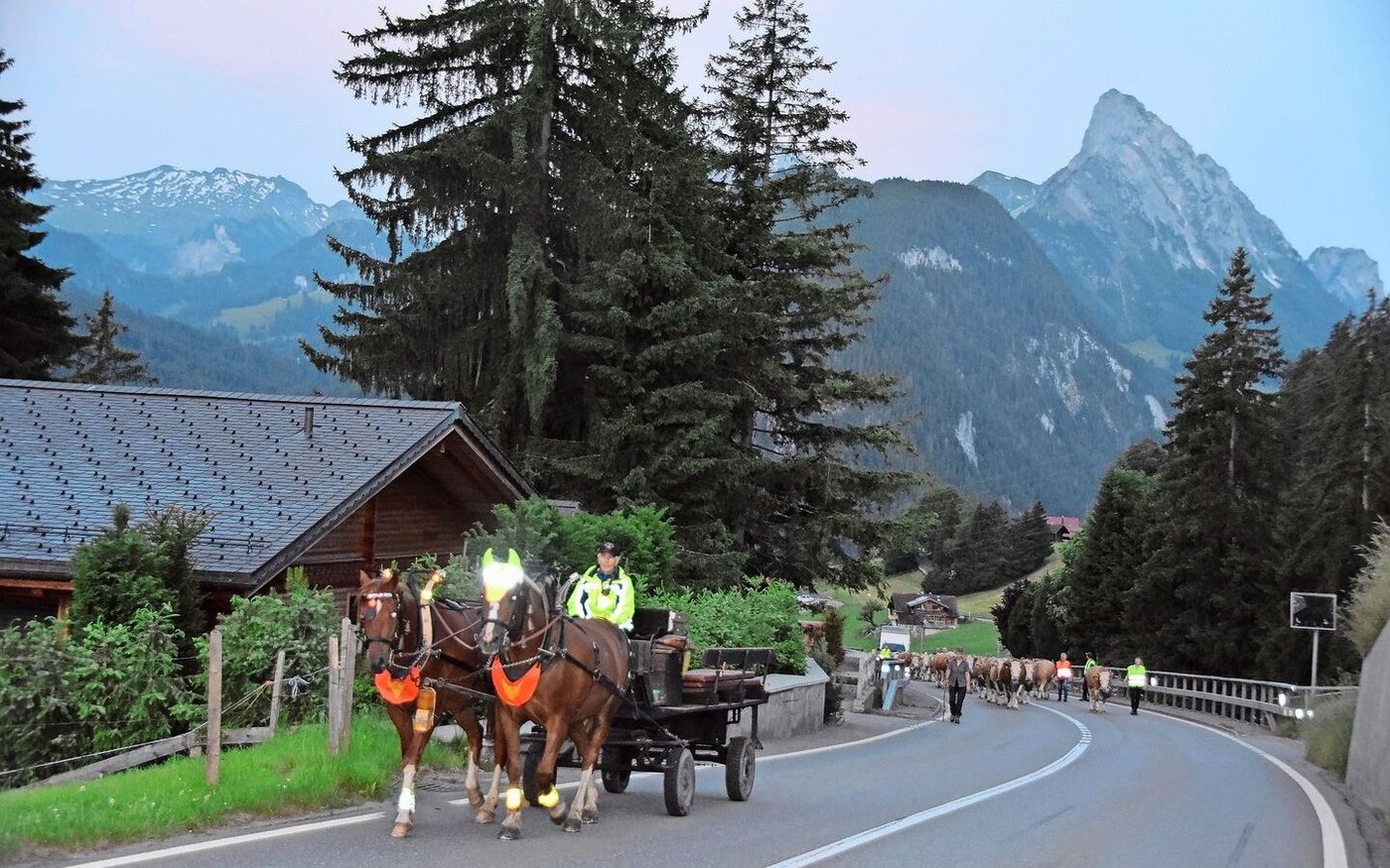 Vorneweg der Zweispänner, dann kommt die Viehherde mit rund dreissig Stück. Hier marschiert man Richtung Schönried zu.
