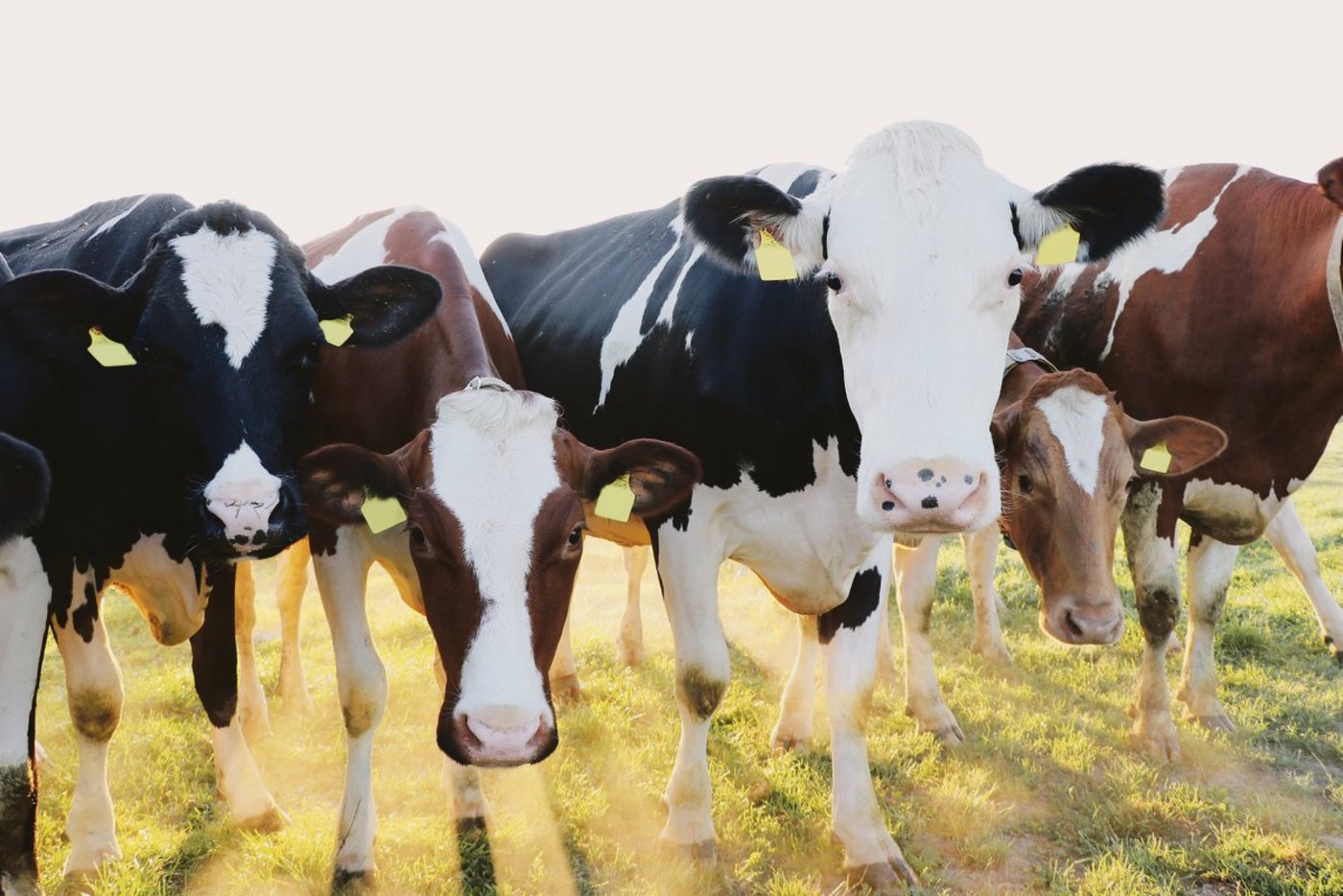 Die Landwirtschaft sieht sich zunehmend mit Zielkonflikten konfrontiert. So muss zum Beispiel auf weniger Fläche mehr produziert werden, gleichzeitig soll die Produktion nachhaltiger werden.(Bild BauZ)