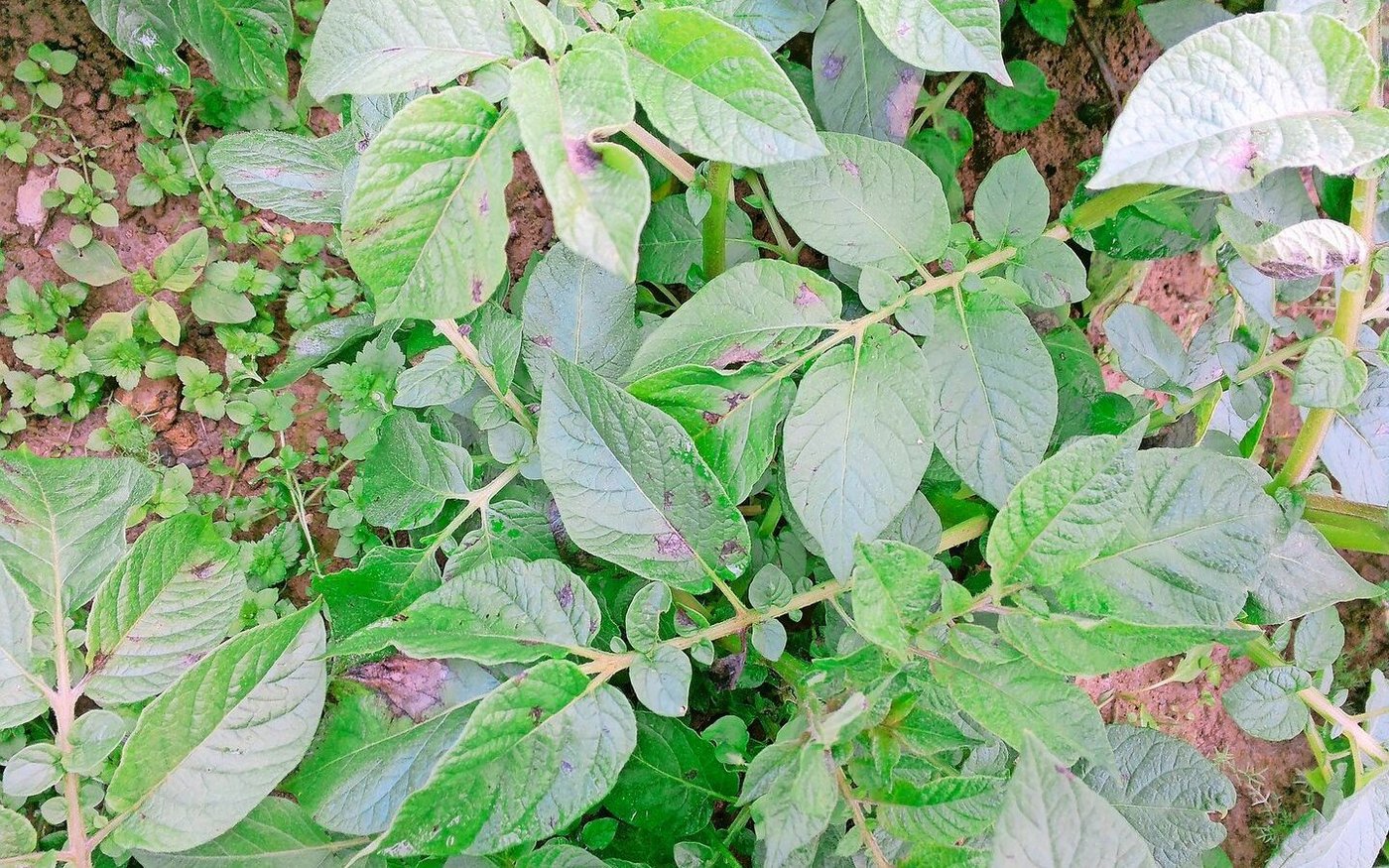 Bevor sich die Krautfäule über Sporen weiter im Bestand ausbreitet, tritt sie zu Beginn nesterweise auf.  