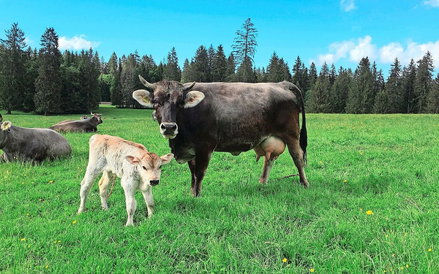 Neben den 57 Pferden gehören auch 25 Mutterkühe der Rasse Rätisches Grauvieh zum Betrieb Sous-la-Neuvevie im jurassischen Saignelégier.  
