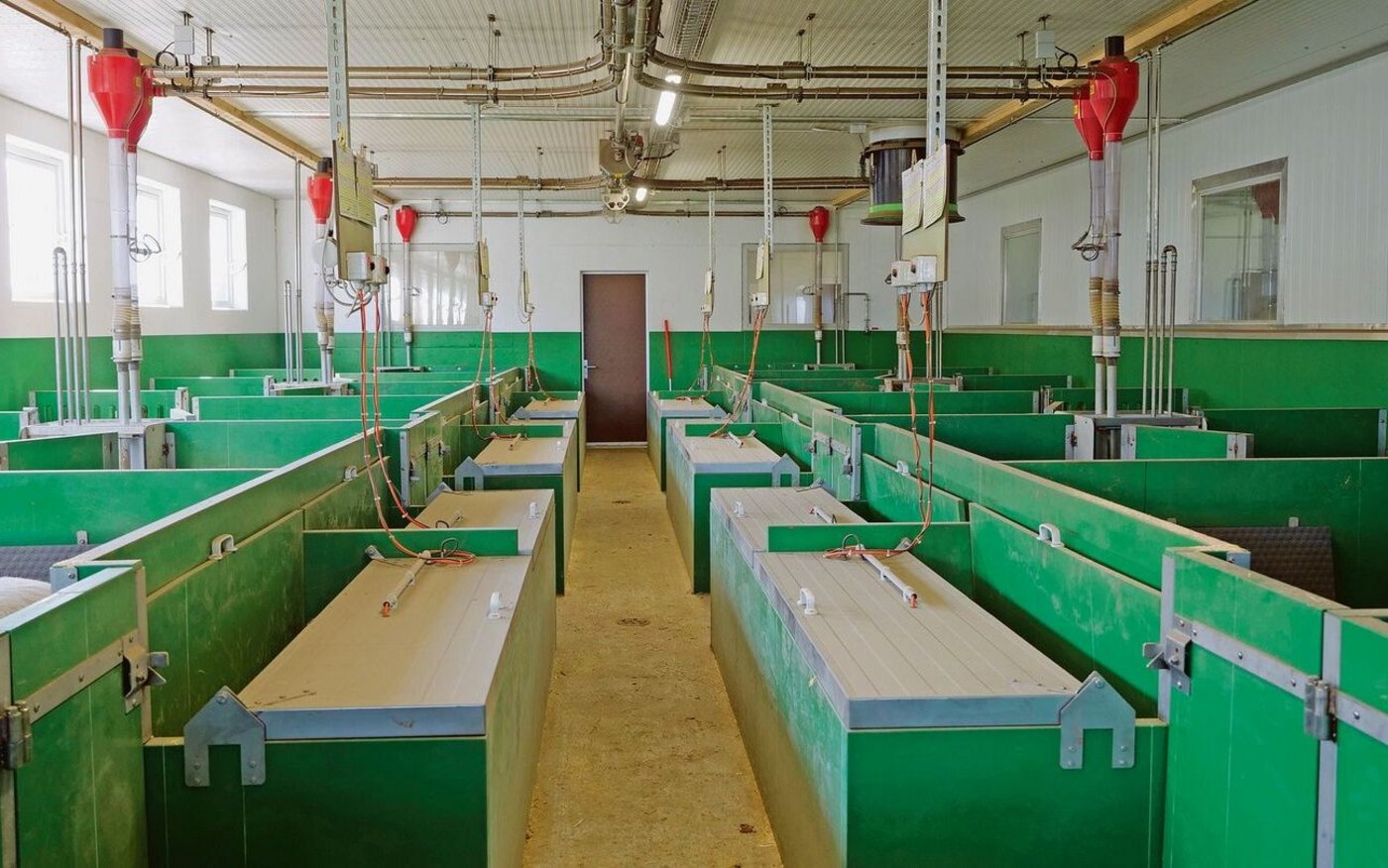 Überblick über den Abferkelstall: Gleich bei mHauptgang liegen die Ferkelnester.