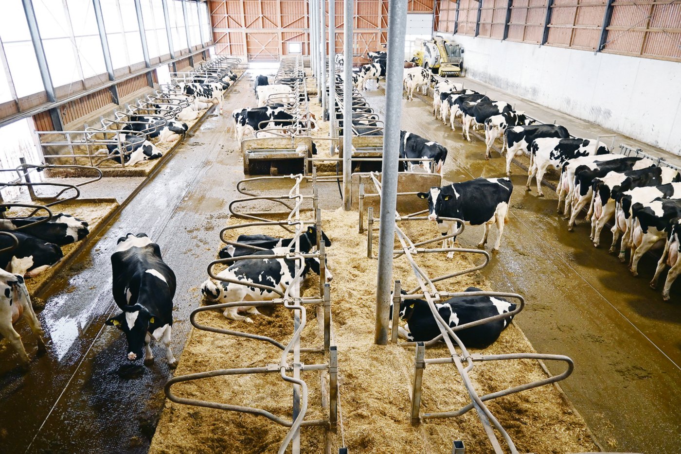 In den Liegeboxen wird einmal wöchentlich mit dem Mischwagen frisches Häckselstroh eingefüllt.