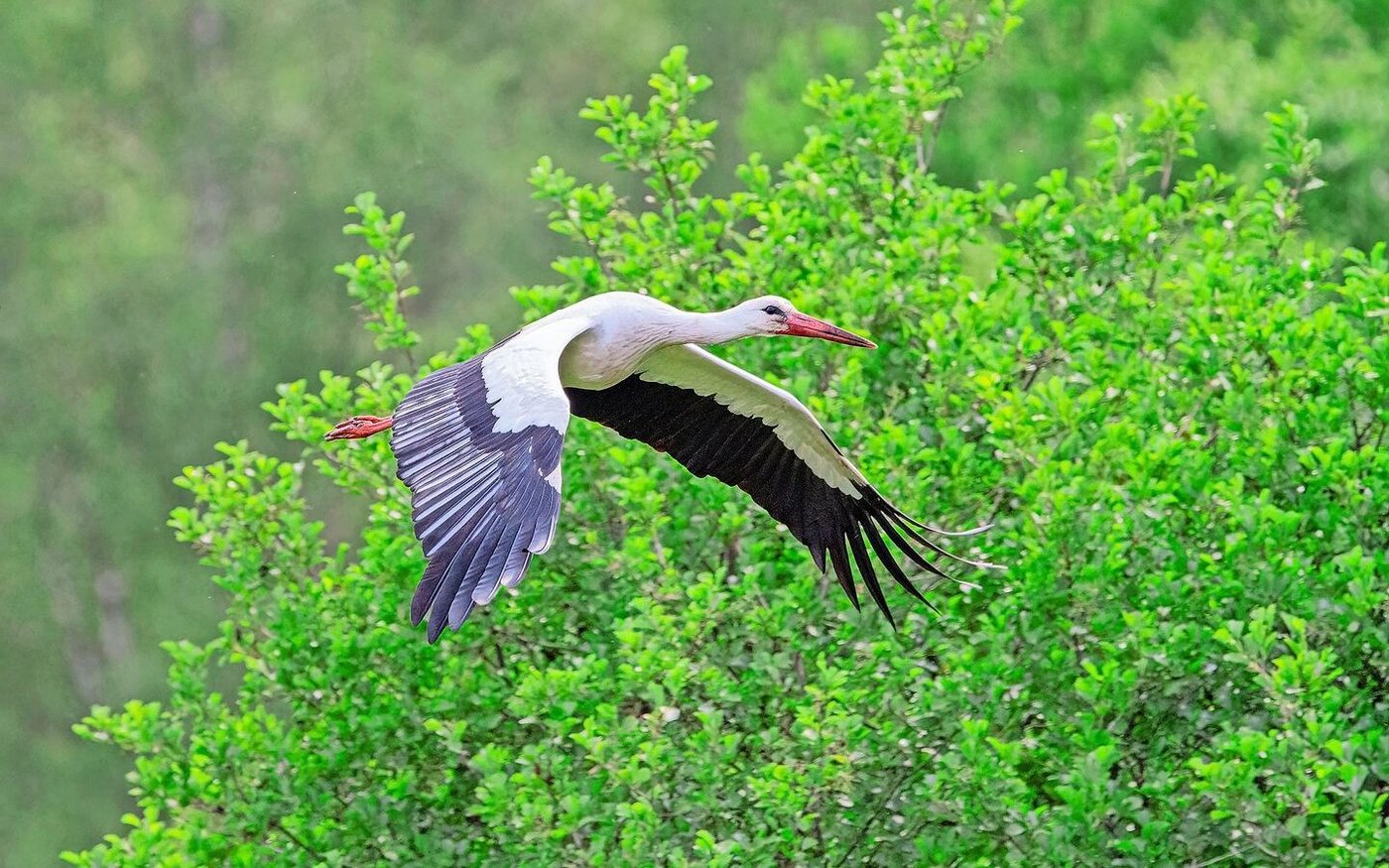 Mit über zwei Metern Flügelspannweite sind Störche von weitem sichtbar. Sie rufen oder singen aber nicht, sondern klappern nur gelegentlich.