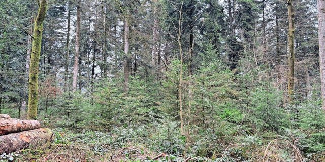 Das Bild zeigt einen Wald mit mehrstufigem Bestand und natürlicher Verjüngung. Aufgrund der hohen Schalenwildbestände ist eine Naturverjüngung jedoch auf 50 % der Waldfläche des Kantons Bern nicht möglich. 