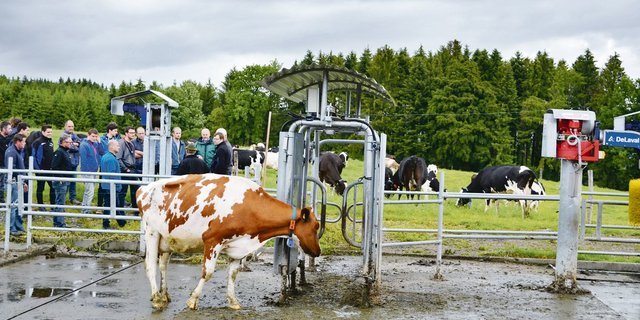 Ein Weidetor sorgt dafür, ob und in welche Weide die Kühe gehen dürfen.