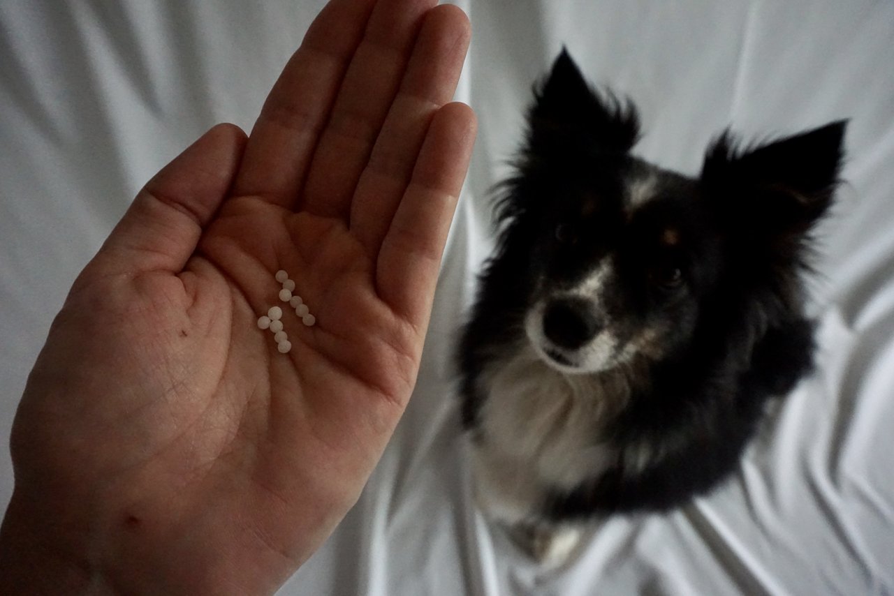 Homöopathische Globuli für Hunde müssen auf Saccharose-Basis hergestellt sein. Xylit-Globuli, die gerne für Kinder angewendet werden, sind für Hunde tödlich giftig. (Bild Lisa McKenna)