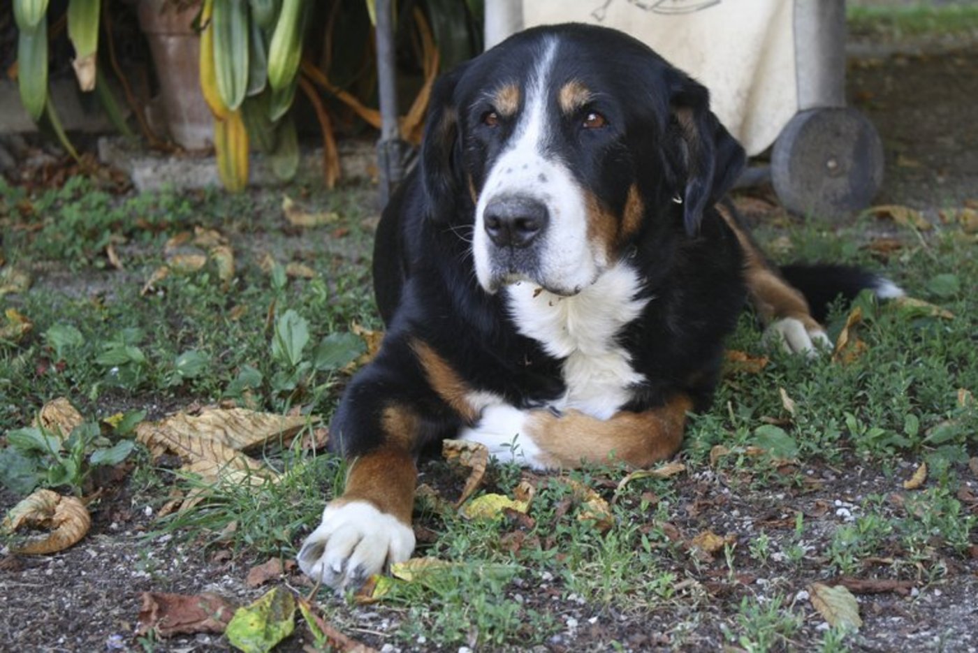 Die Haltung eines Hundes kann die individuell verursachten Umweltbelastungen um fünf Prozent steigern. (Bild landwirtschaft.ch / Amanda Girod)