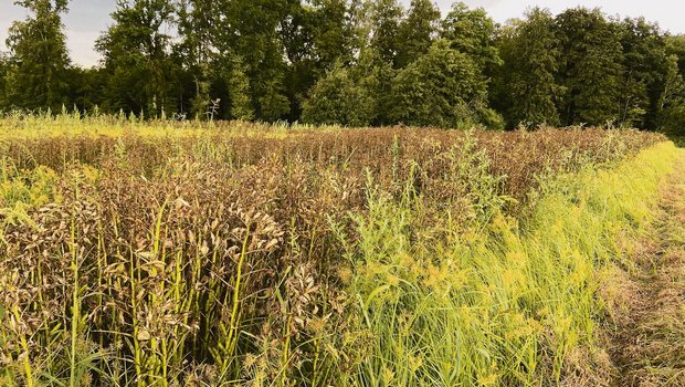 Starker Befall durch Erdmandelgras auf einer Fläche in der Nähe von Herzogenbuchsee BE.Gut zu erkennen ist das Gras am gelblichen Grün. (Bild Adrian Krebs)