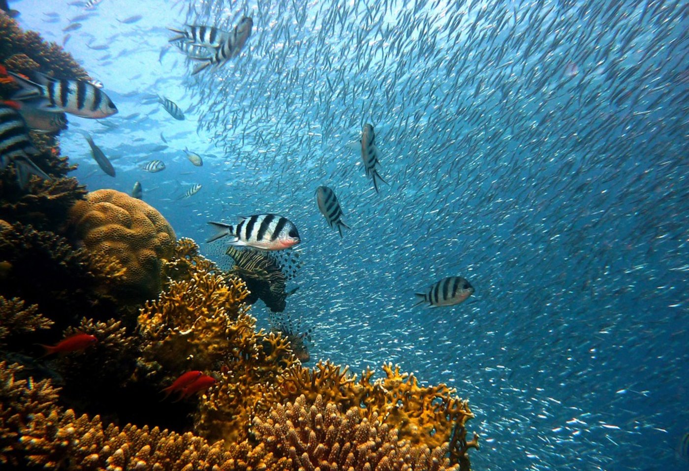 Fische können zukünftig auch anhand der DNA-Schnipsel, die sie im Meer hinterlassen, gezählt werden. (Bild Pixabay)