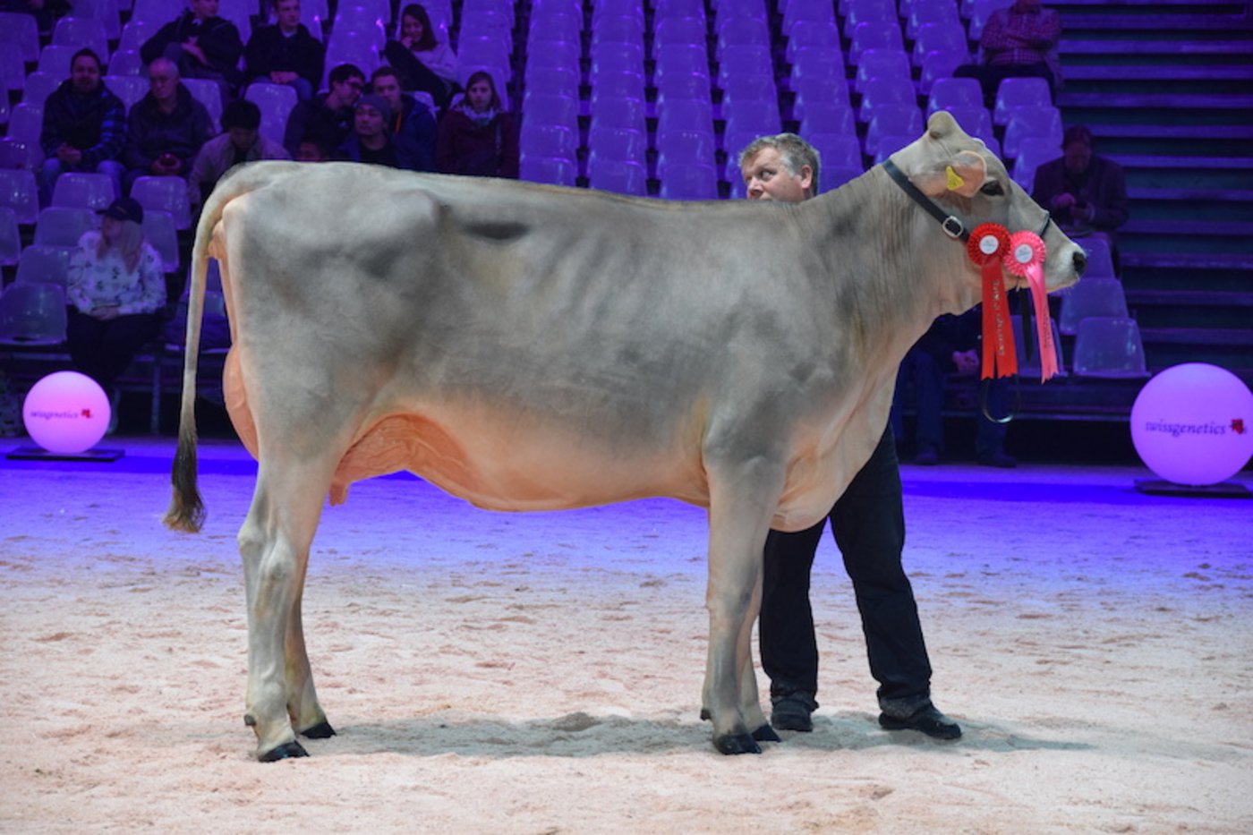 Siegerin der Kat. 5: H.U. Husers Hägar Robina von Hansueli Huser aus Neu St. Johann SG. 
