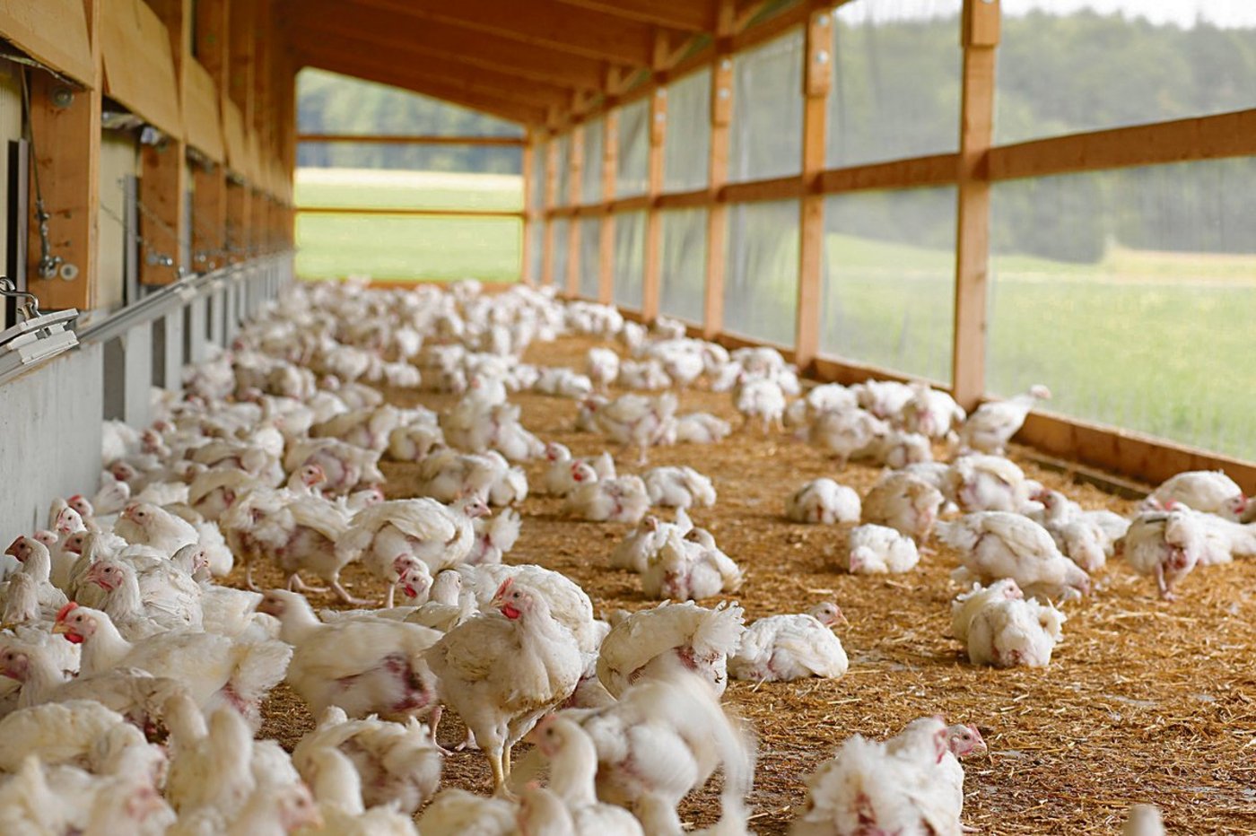 Die Pouletmast wurde lange Zeit als rentabler Betriebszweig angepriesen. In den letzten Jahren wurde jedoch zunehmend eine Sättigung erreicht.(Bild Bell AG)