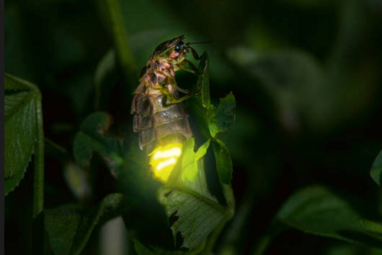 Zu den geschädigten gehören auch Glühwürmchen, die wegen des hellen Lichts in der Nacht keine Partner mehr finden. (Bild Biosphoto / Stephane Vitzthum