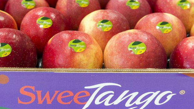 SweeTango Europe zeigt sich mit dem Absatz der neuen Apfelsorte sehr zufrieden. (Bild SweeTango Europe)