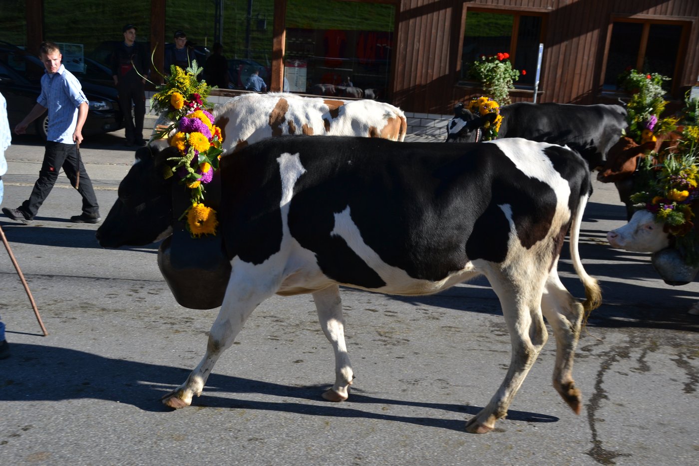 Die Tiere trugen stolz ihren Blumenschmuck.