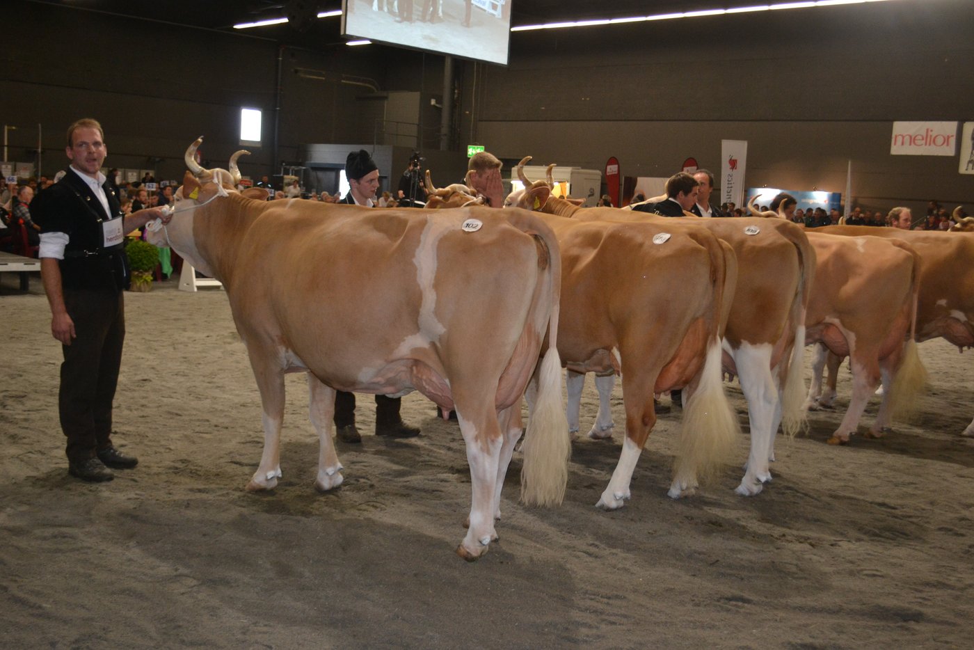 Die sehr schöne Franz Marina von Jakob und Jonathan Trachsel aus Feutersoey BE gewann ihre Kategorie souverän. 