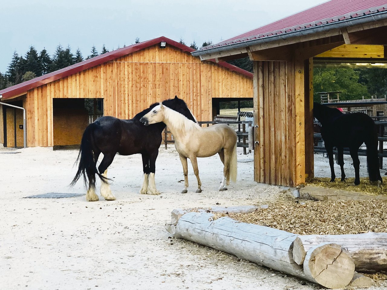 Pferde sind Herdentiere und brauchen Körperkontakte – beispielsweise zur gegenseitigen Fellpflege.(Bild zVg)