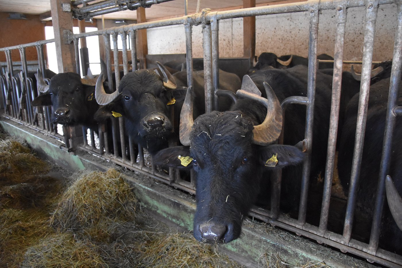 Der Grossteil der Wasserbüffelherde wird seit 2010 in diesem Laufstall gehalten. (Bild BauernZeitung/sjh)