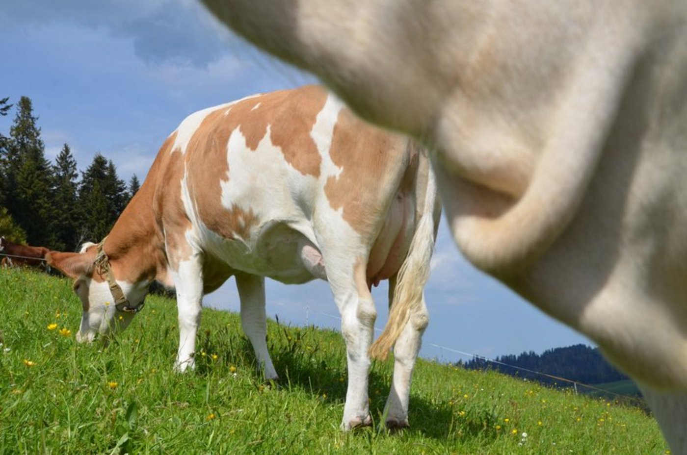 Milch-Mehrwertstrategie: Das Bild gesunder und glücklicher Kühe soll verbreitet werden. (Bild Aline Küenzi)