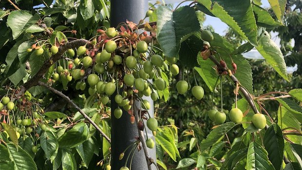 Der Kirschbehang lässt laut Vorernteschätzung 2019 vom Schweizerischen Obstverand auf eine gute Ernte schliessen. (Bilder et)