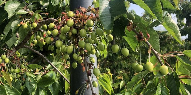 Der Kirschbehang lässt laut Vorernteschätzung 2019 vom Schweizerischen Obstverand auf eine gute Ernte schliessen. (Bilder et)