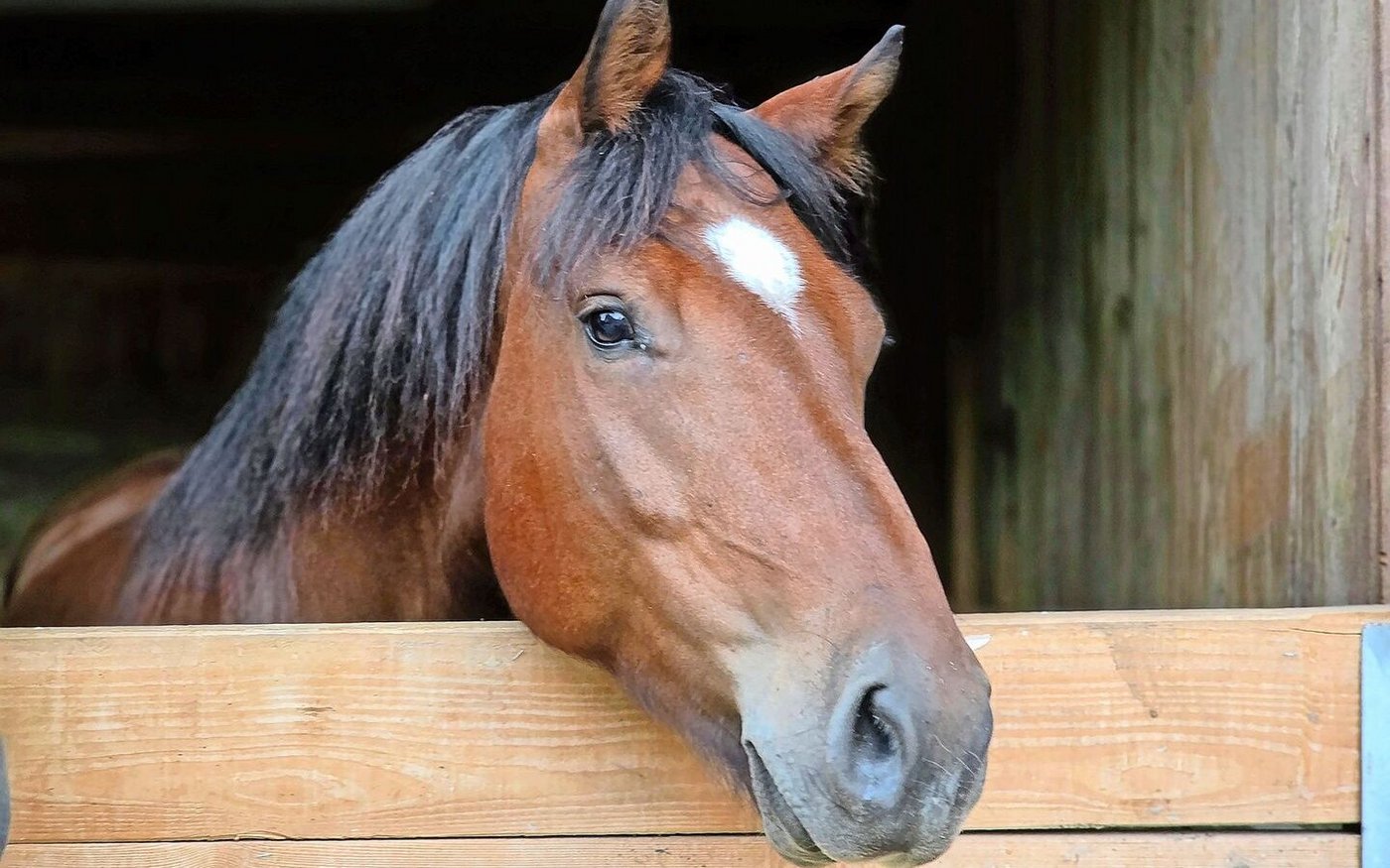 Bei den Freibergern laufen aktuell die Feldtests und die Fohlenschauen haben begonnen. Dem Verband fehlen aktuell aber Richter, um die Tiere zu beurteilen.