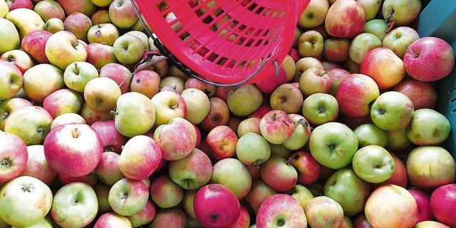 Mit Übermengen ist in diesem Jahr beim Mostobst nicht zu rechnen. Gesucht ist vor allem Bio-Mostobst. Christof Schenk vom Holderhof in Sulgen ist auf der Suche nach Bioproduzenten. 