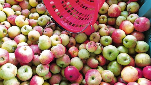 Mit Übermengen ist i Mit Übermengen ist in diesem Jahr beim Mostobst nicht zu rechnen. Gesucht ist vor allem Bio-Mostobst. Christof Schenk vom Holderhof in Sulgen ist auf der Suche nach Bioproduzenten.