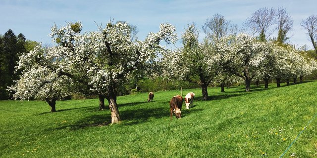 Blühende Hochstammobstbäume im Luzerner Seetal. Gefragt für die Biodiversität, weniger gefragt sind aber die Früchte. (Bild Josef Scherer)