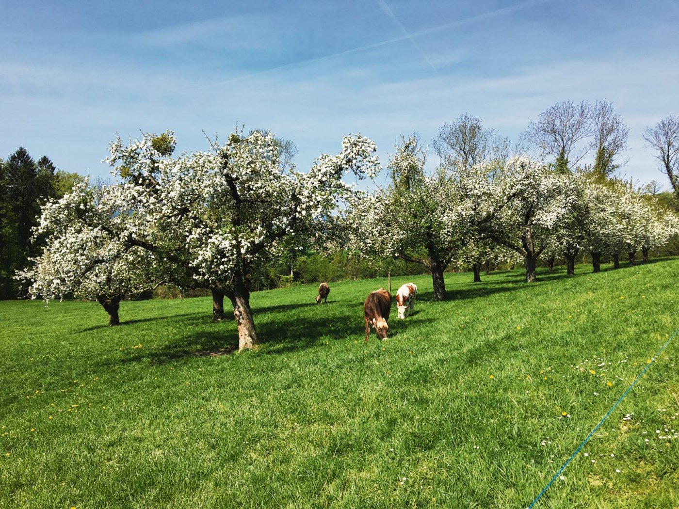 Blühende Hochstammobstbäume im Luzerner Seetal. Gefragt für die Biodiversität, weniger gefragt sind aber die Früchte. (Bild Josef Scherer)