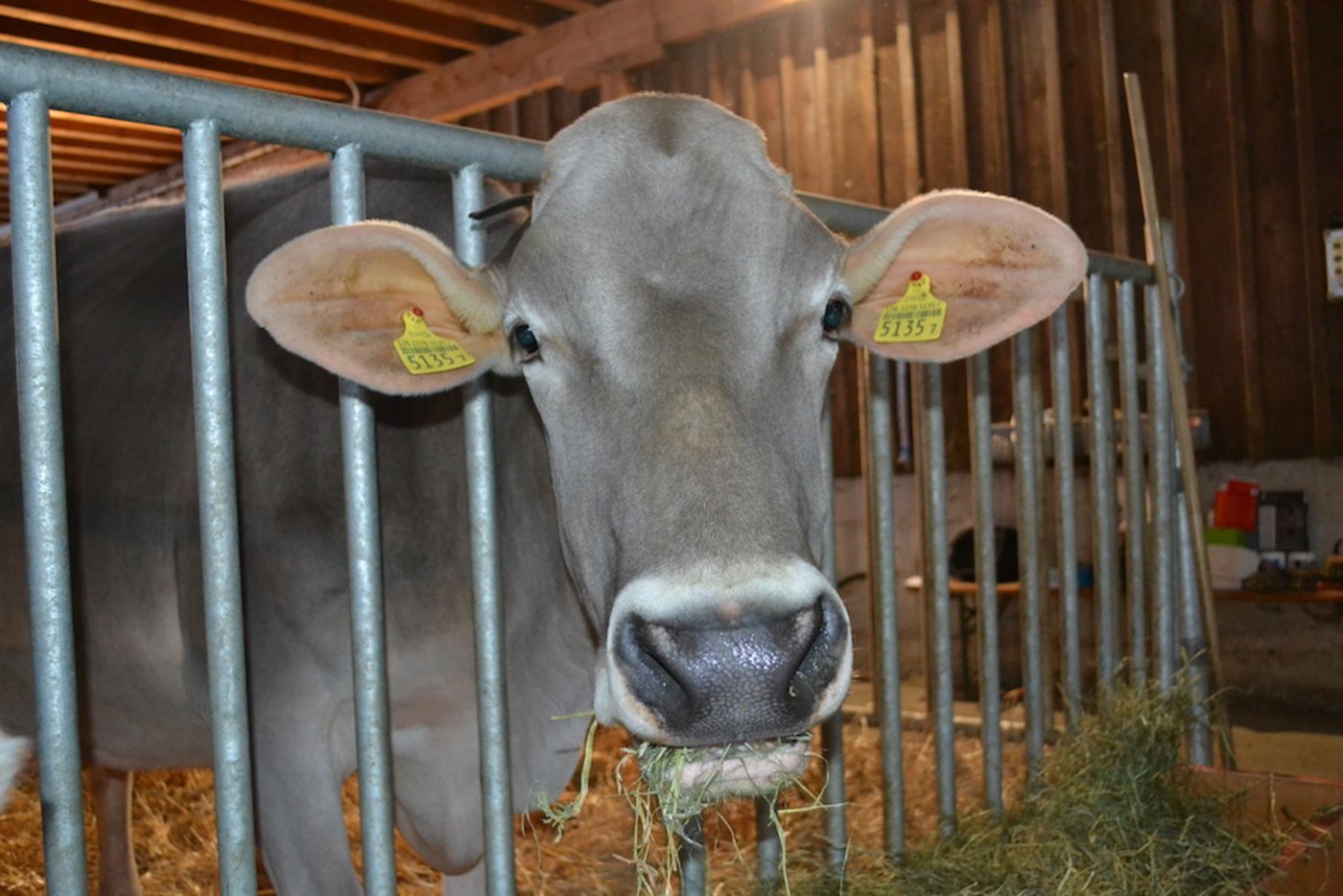 Endlich bekommt Palma wieder Futter aus ihrer Heimat vorgesetzt. (Bilder Ruedi Roth)